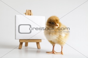 Easter Chick on table,frame