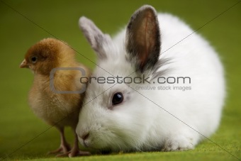 Easter bunny on chick green background