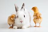 Easter bunny on chick white background