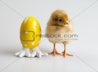 Young Chick Portrait