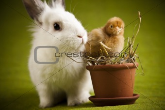 Easter bunny on chick green background