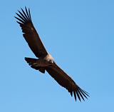 Condor with spread wings