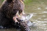 bear and fish