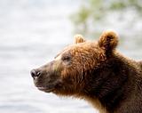 Brown bear,Kamchatka,
