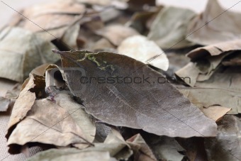 leaf of coca
