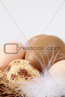 Brown Easter eggs and feathers in a nest