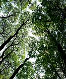 ashridge trees overhead