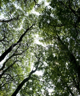 ashridge trees overhead