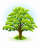 single oak tree with green leafage