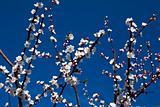 White apricot blossoms