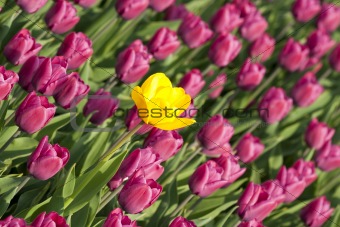 Yellow tulip with purple ones