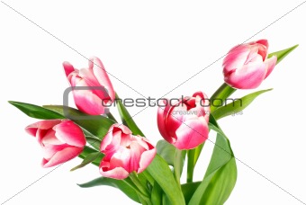 holiday tulips bouquet isolated on white