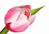 holiday tulip flower isolated on white
