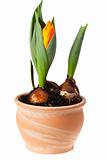 orange tulip in a pot isolated on white