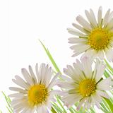 daisy flower, floral design spring season