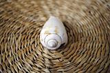 Sea shell on a straw mat