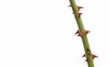 Branch with thorns isolated on white