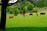 Cows grazing on a green pasture