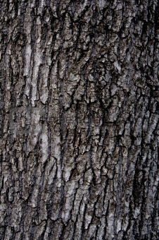 Wooden bark background