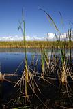 The Florida sawgrass marshes