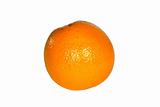 Orange Fruit on White Background