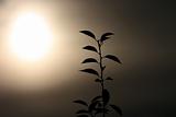 Silhouette of branch of tree against sun