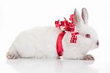 Rabbit Gift