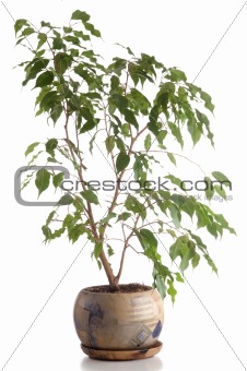 Home tree in a pot