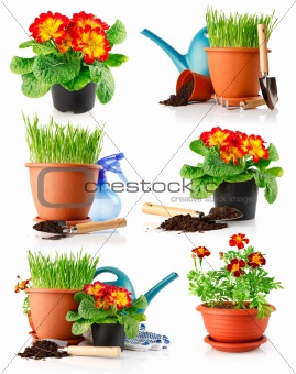set garden grass and flowers in the pots