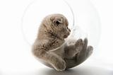 The Scottish lop-eared  kitten