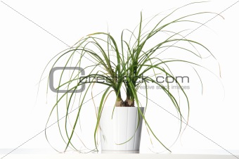 House plant in a white pot.