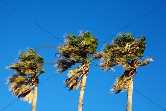 Palm Trees.