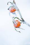 Frozen rose bush