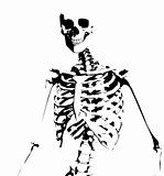 Illustrated Skeleton