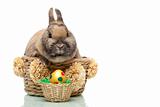 Cute little Easter bunny breeding in basket