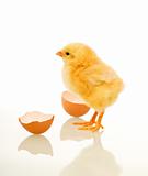 Spring chicken with egg shell