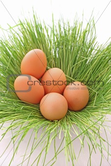 Eggs of a bird in a green grass