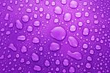Violet water drops background with big and small drops 