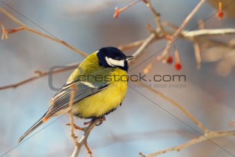 tomtit perched on a branch