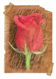 Page with Rose flower - vintage effect