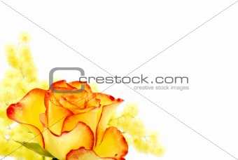 Yellow and red rose