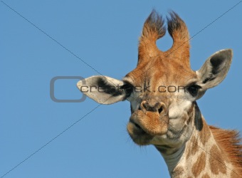 giraffe with a funny face