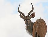 kudu buck