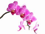purplr orchid on white