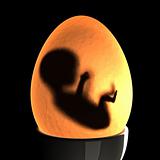born in a egg