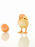 Small fluffy yellow chicken isolated