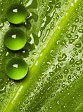 Green pearls on wet leaf