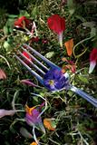 Edible Flower on a Fork