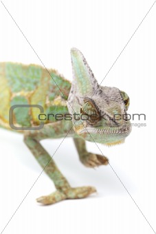Beautiful big chameleon
