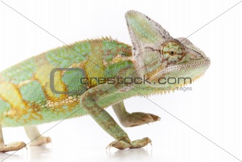 Beautiful big chameleon